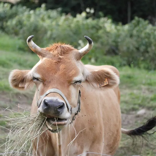Vache jersiaise - Ferme Les Délices de Belledonne