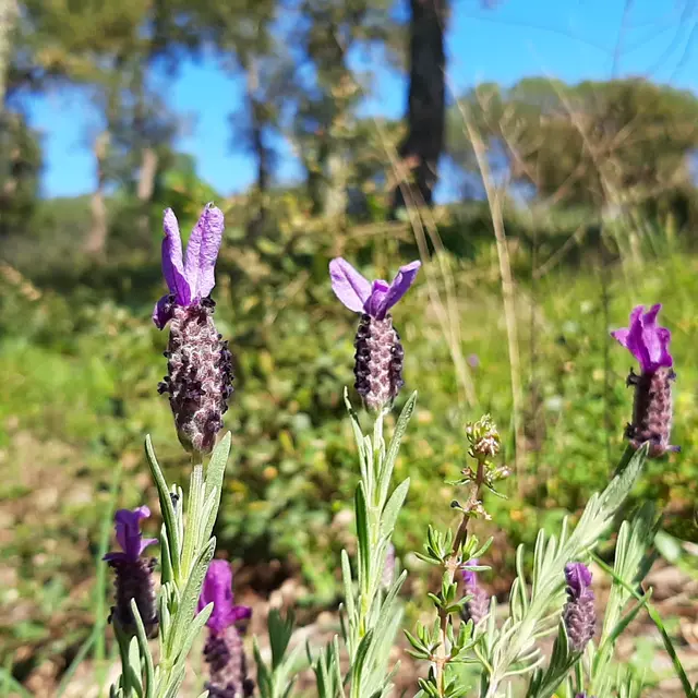 Balade Mon herbier sauvage_La Londe-les-Maures