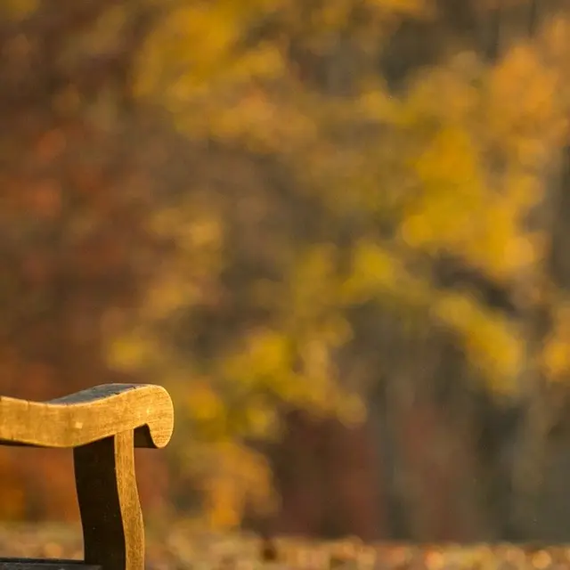 Banc dans un parc boisé