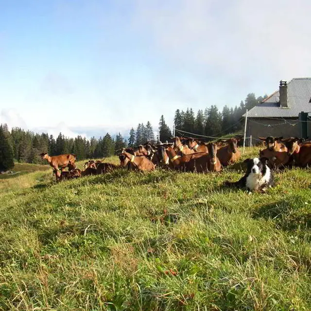 Vente fromages de chèvres producteur Favergesverges