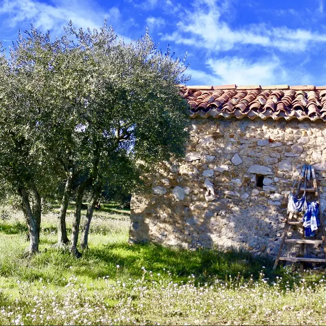 l'olive enchantée du Verdon