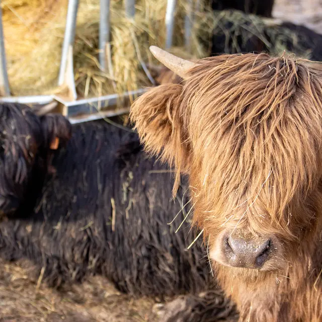Gaec sur la Tour Ambronay