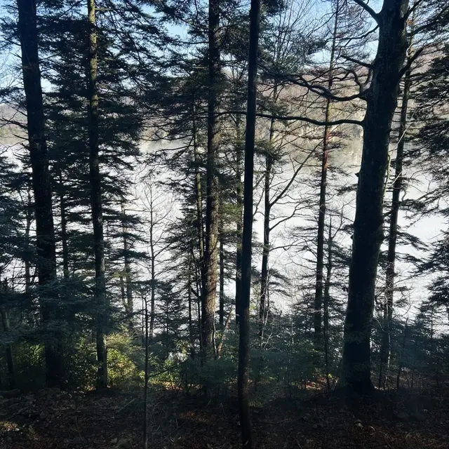 Balade Nature en Forêt de Saoû : Plongée dans la litière forestière par l'Auberge des Dauphins_Saoû