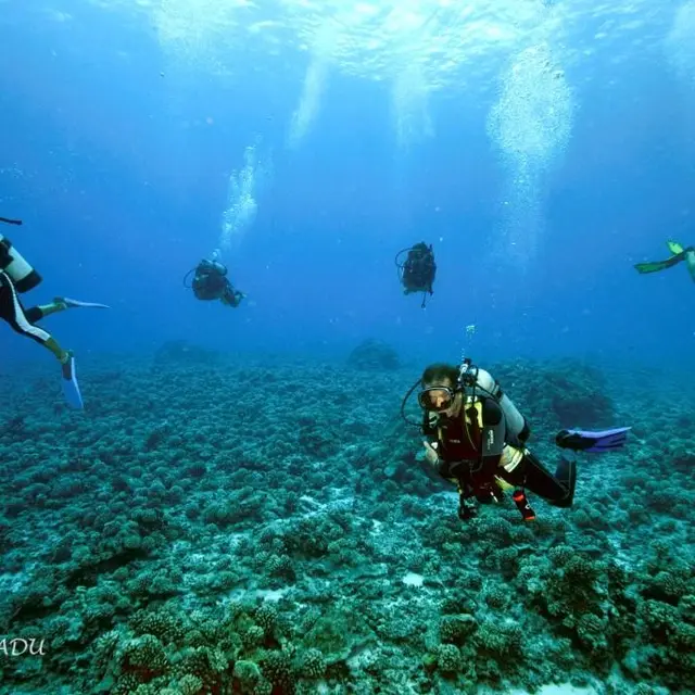 Tahaa Diving - Tahiti Tourisme