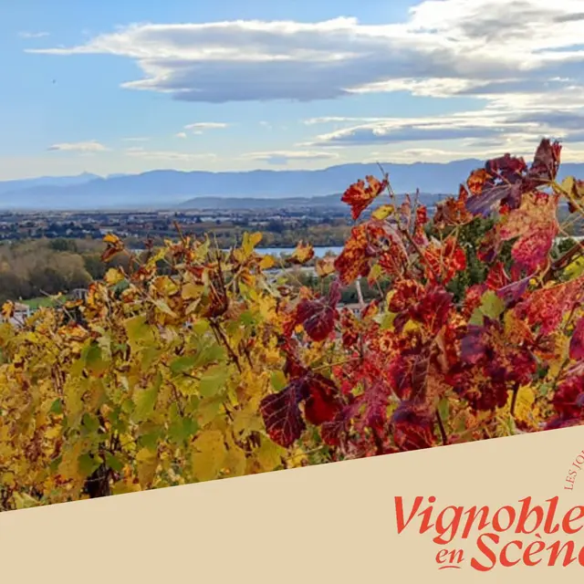 Vignobles en scène & Découvertes - Vineum_Tain-l'Hermitage
