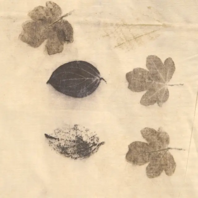 Plantes tincoriales, l'éco-print et la magie des tanins