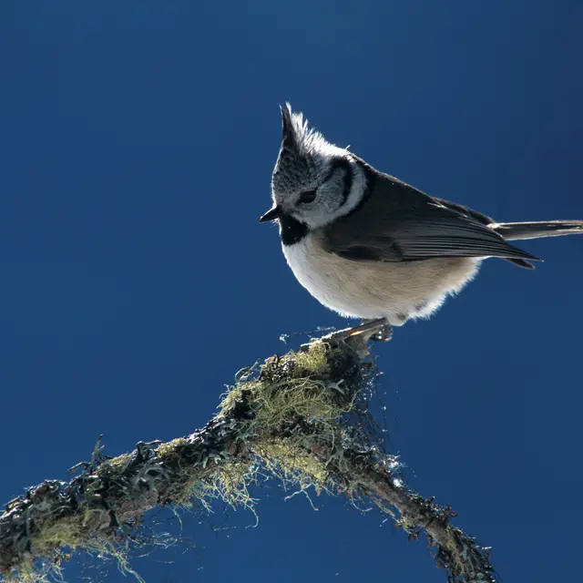Mésange Huppée