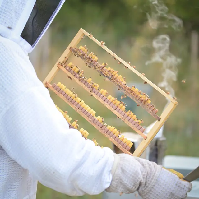 Récolte de Gelée Royale