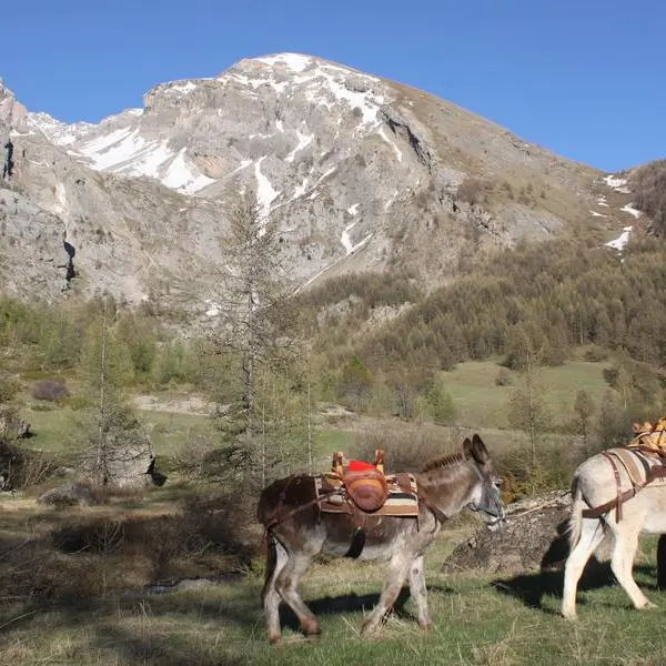 Les Ânes des Granges