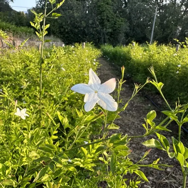 Domaine Terre de Jasmin_Grasse