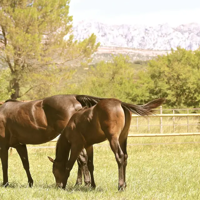Chevaux dans le pré