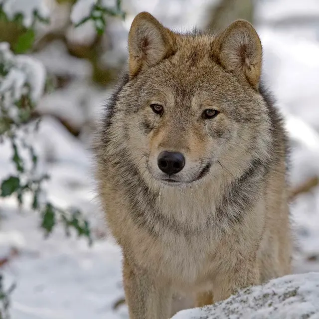 Plongez au cœur de l’univers fascinant des loups avec nos visites guidées_Orlu