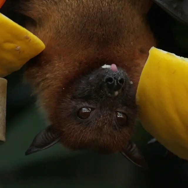 A la rencontre des chauves-souris_Le Brusquet