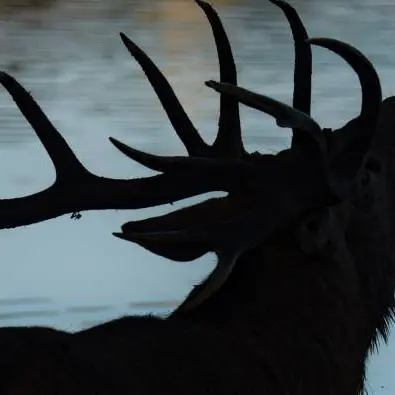 Le brame du cerf - Soirée visite libre - Marais de Lavours_Ceyzérieu