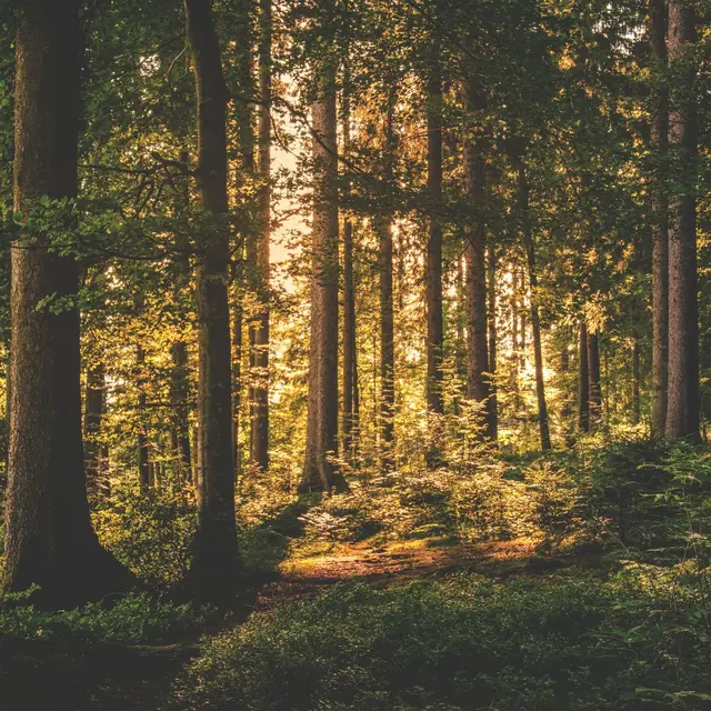 Fête de la science - La toile secrète de la forêt_Rumilly