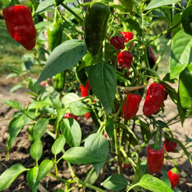 Ferme de la forêt - Piments de Bresse_Courtes