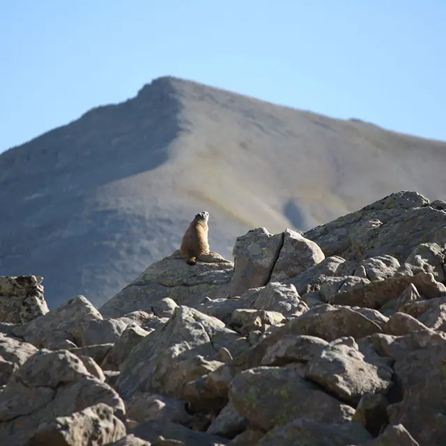 La vie des marmottes