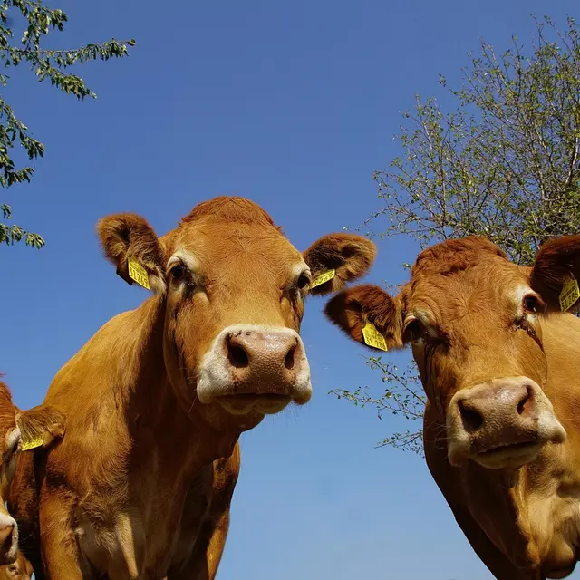 Boucherie charcuterie à la ferme_Magneux-Haute-Rive
