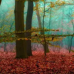 Jeune public dès 6 ans - La forêt dans nos têtes_Saint-Étienne