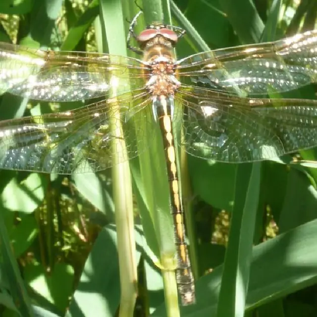 Cordulie à corps fin - Confines