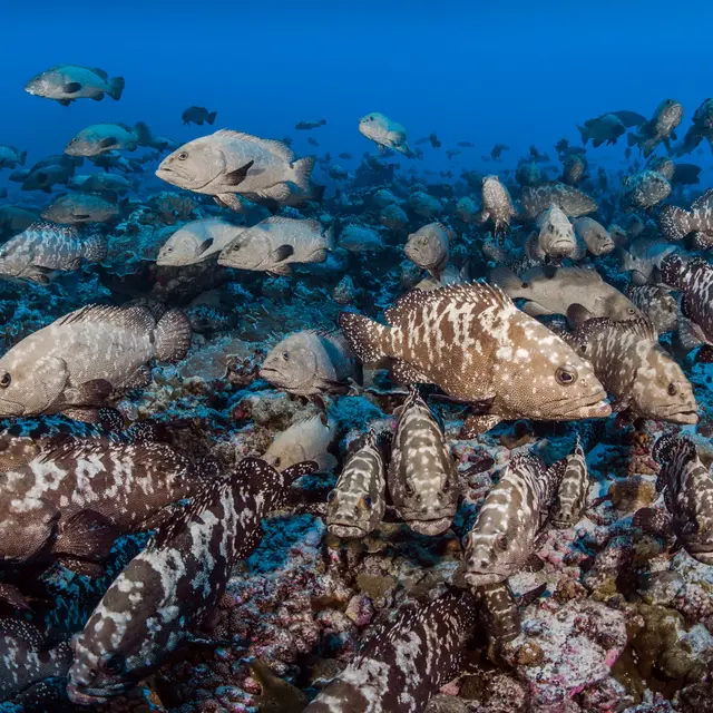 Réserve de Biosphère de Fakarava - Tahiti Tourisme