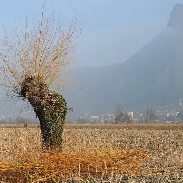 Inventaire participatif des arbres remarquables - La Terrasse_La Terrasse