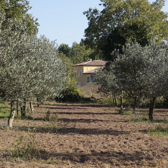 Domaine Oléicole Diouloufet