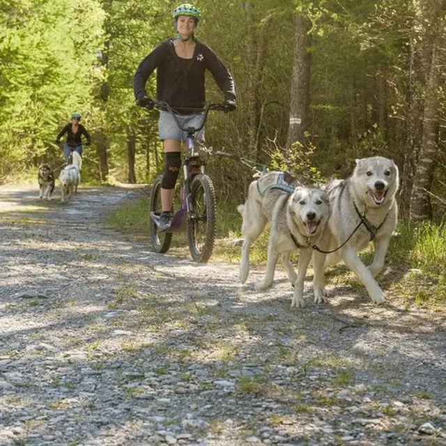 Des sensations en cani-trottinette