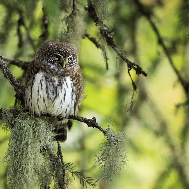 Premières Loges : film sensible sur les chouettes de montagne et les autres habitants des vieilles forêts_Tende