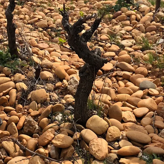 Atelier École des Vins - Dégustation géo-sensorielle des Crus des Côtes du Rhône_Avignon