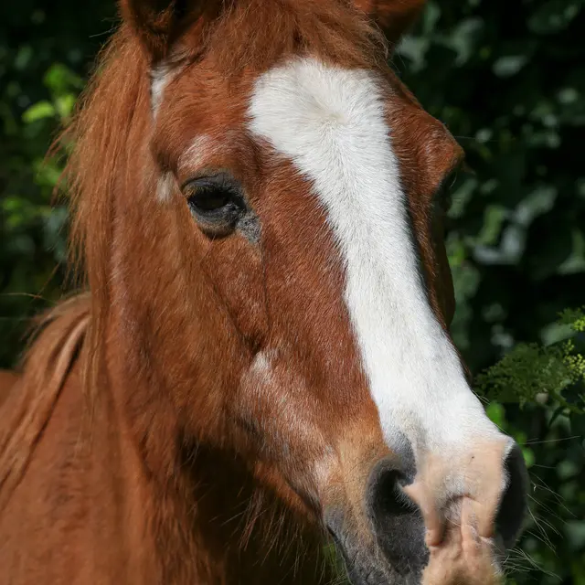 ÉCURIE DE MEILLE BONNIEUX
