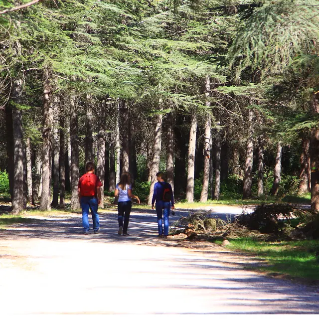 Forêt de cèdres