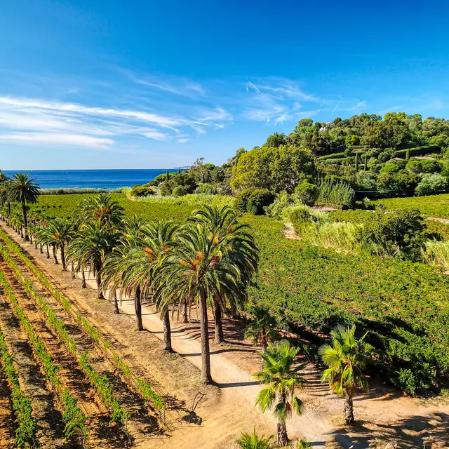 Vignoble