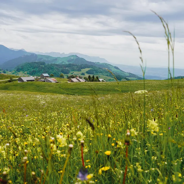 Sentier de randonnée - Le Tour de Miribel depuis Plaine Joux_Bogève