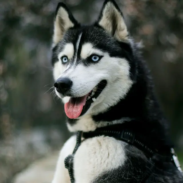 Rando Passion : cani-rando