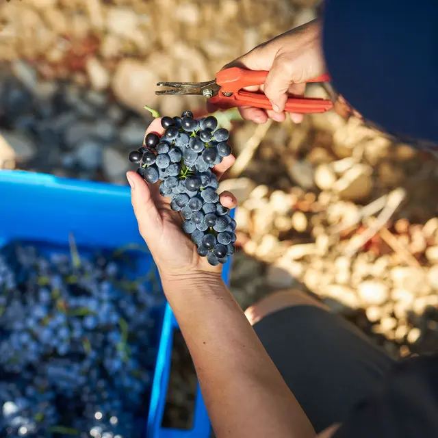 Vendangeurs d’un jour - Domaine Fontaine du Clos_Sarrians