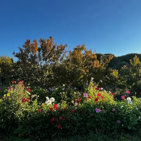 Nos fleurs comestibles