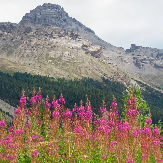 Pic de Rochebrune - Cervières