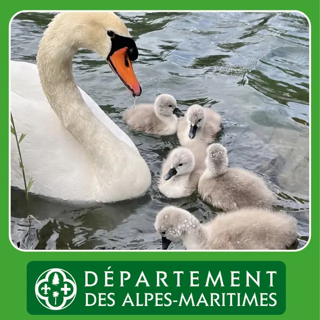 Balade découverte Observation des oiseaux du Loup _Villeneuve-Loubet