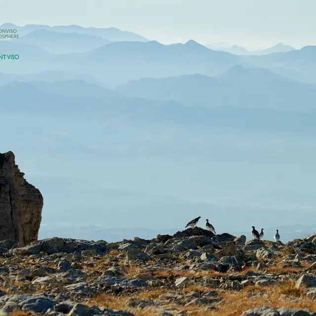 À la découverte des espèces de haute altitude_Molines-en-Queyras