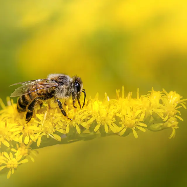 Conférence - Les abeilles, artisanes de la biodiversité