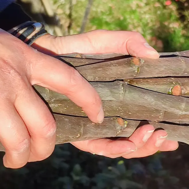 Ateliers botaniques Initiation à la taille (10h) et au bouturage de figuier (14h)