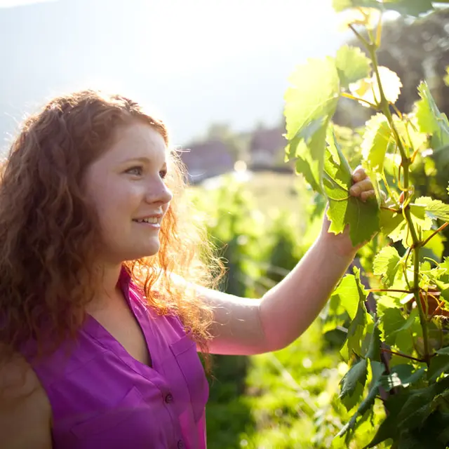 Exploitation aux fruits de la Treille