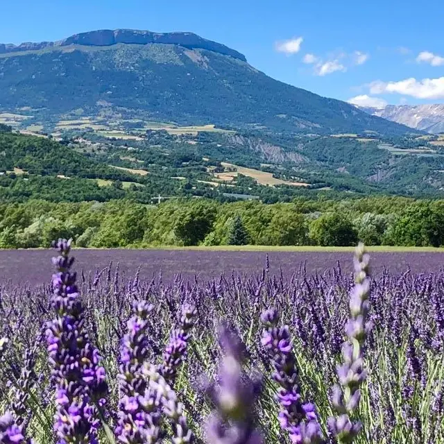 lavandin earl de la condamine