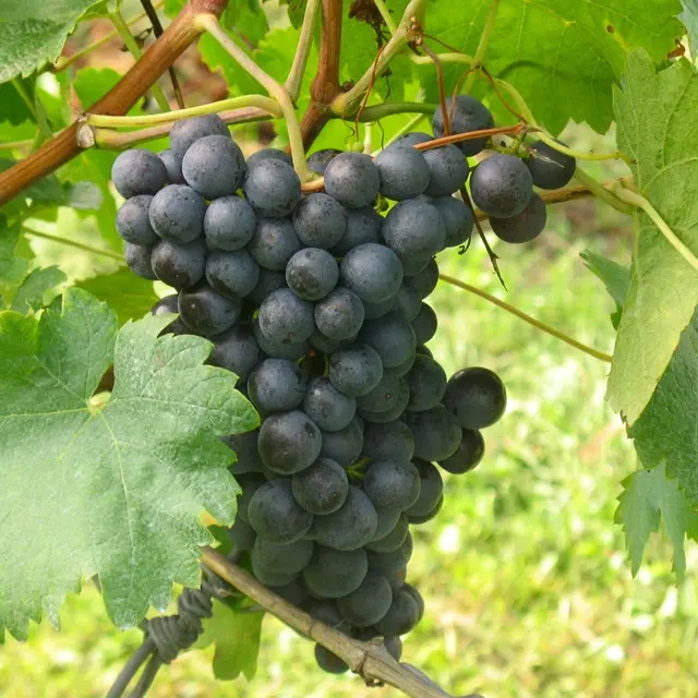 Les caves du commandeur