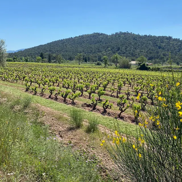 Terra-Provincia le Cellier Saint Sidoine_Puget-Ville