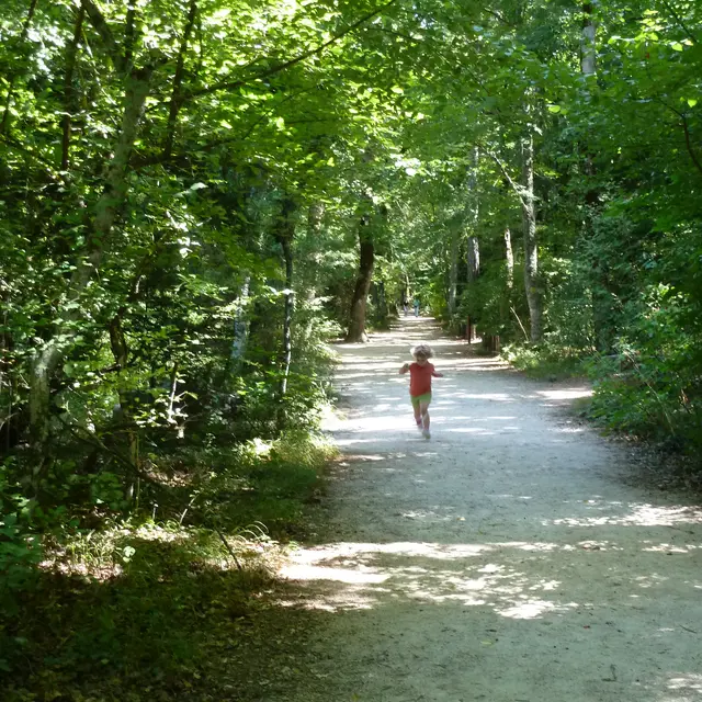 Forêt de la Sainte-Baume