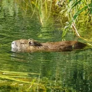 Animation enfant 7-13 ans au marais de Lavours - Castor ou ragondin ?_Ceyzérieu