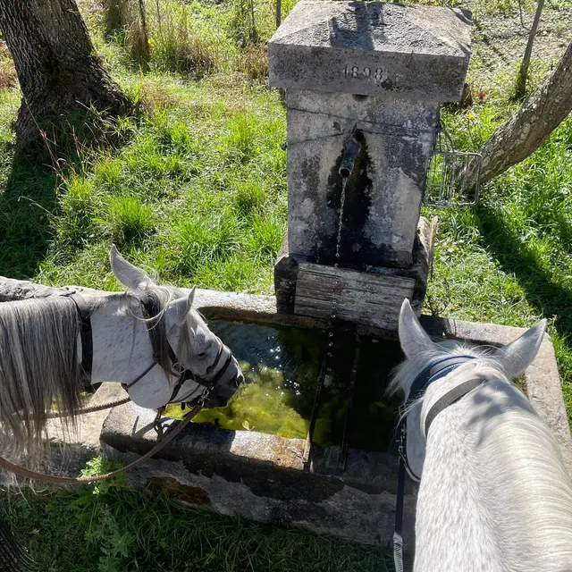 Médiation Equine