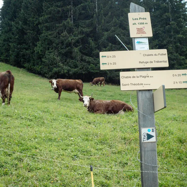 Visite de la ferme du Féto en alpage_La Chapelle-d'Abondance
